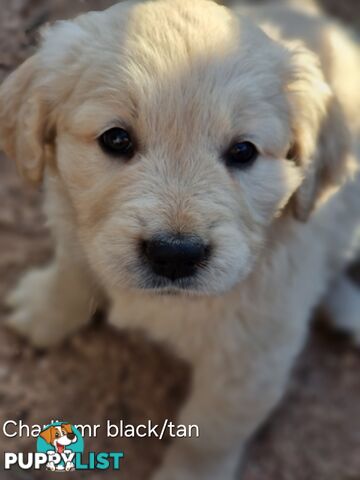 Coltriever / Golden retriever border collie cross