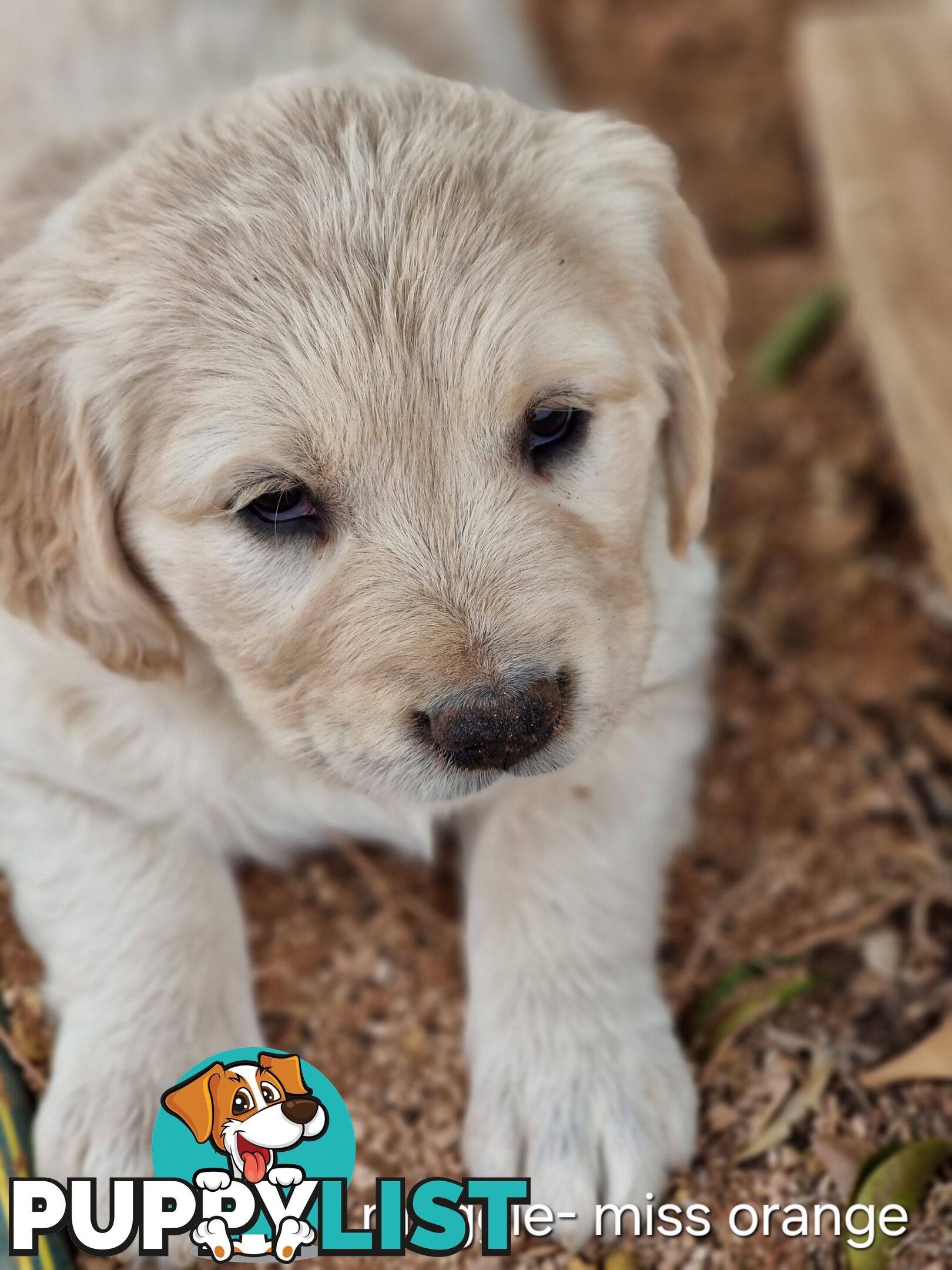 Coltriever / Golden retriever border collie cross