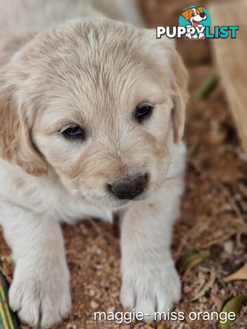 Coltriever / Golden retriever border collie cross