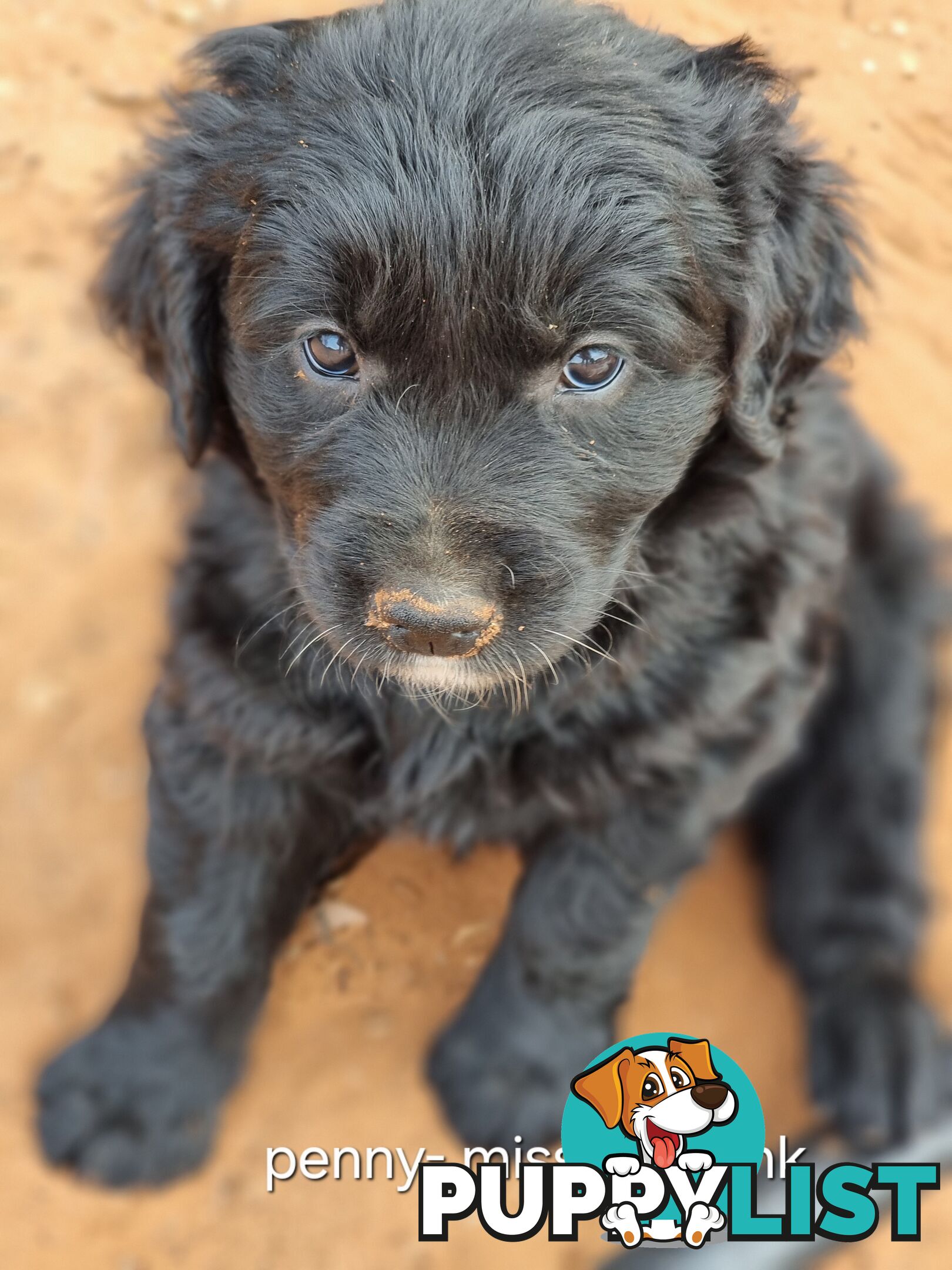 Coltriever / Golden retriever border collie cross