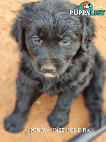 Coltriever / Golden retriever border collie cross