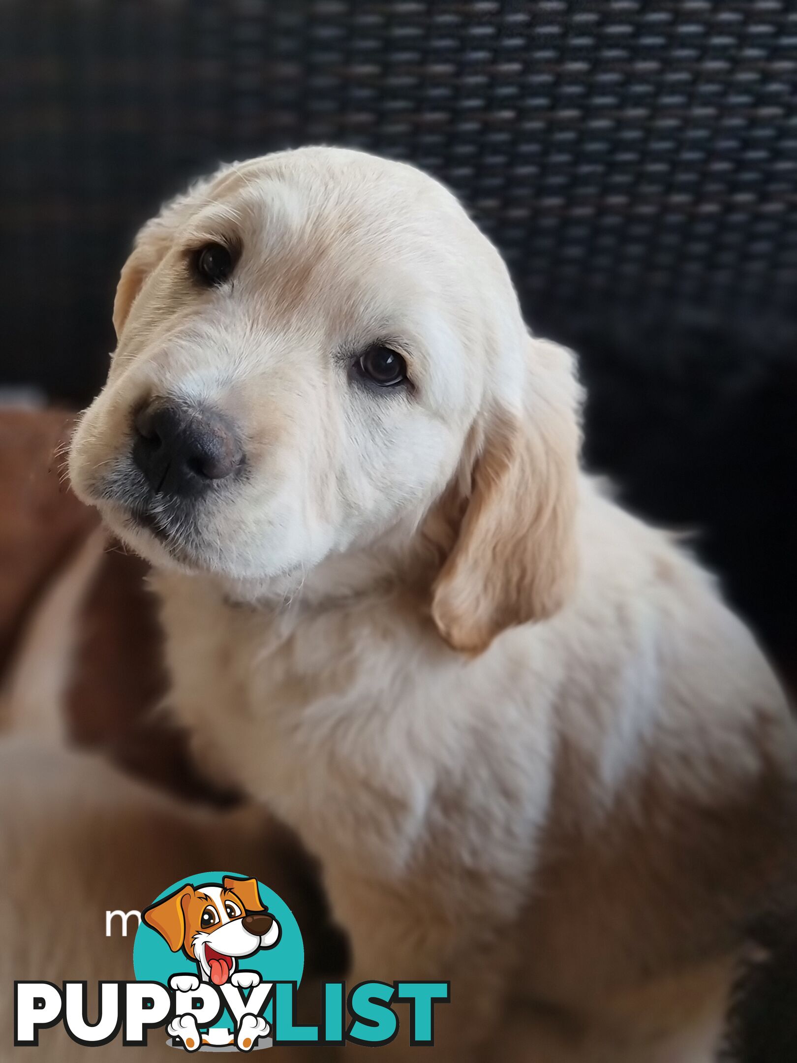 Coltriever / Golden retriever border collie cross