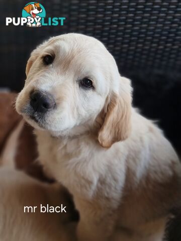 Coltriever / Golden retriever border collie cross