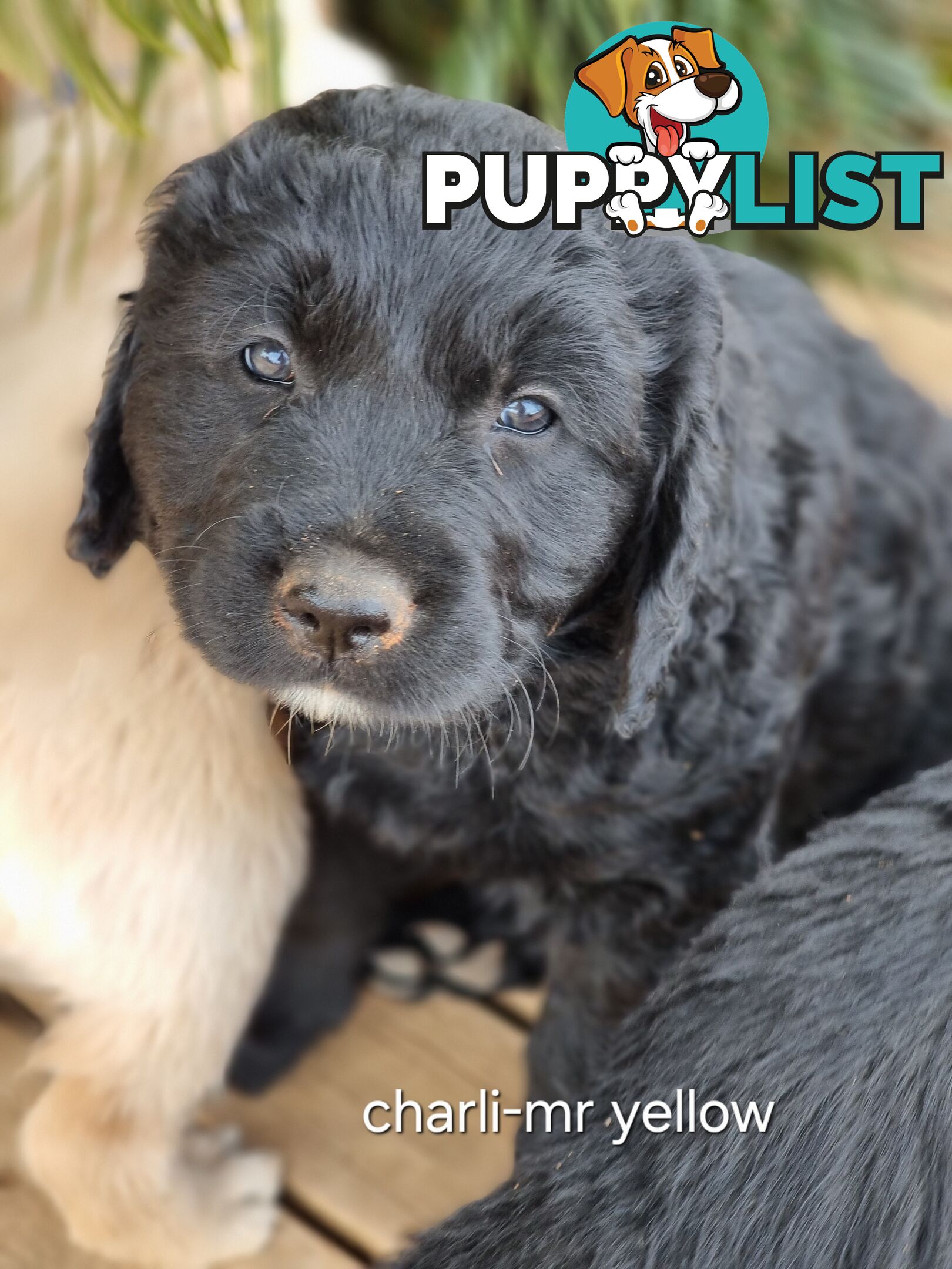 Coltriever / Golden retriever border collie cross