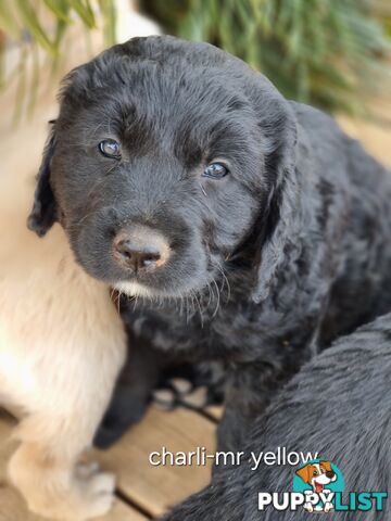 Coltriever / Golden retriever border collie cross