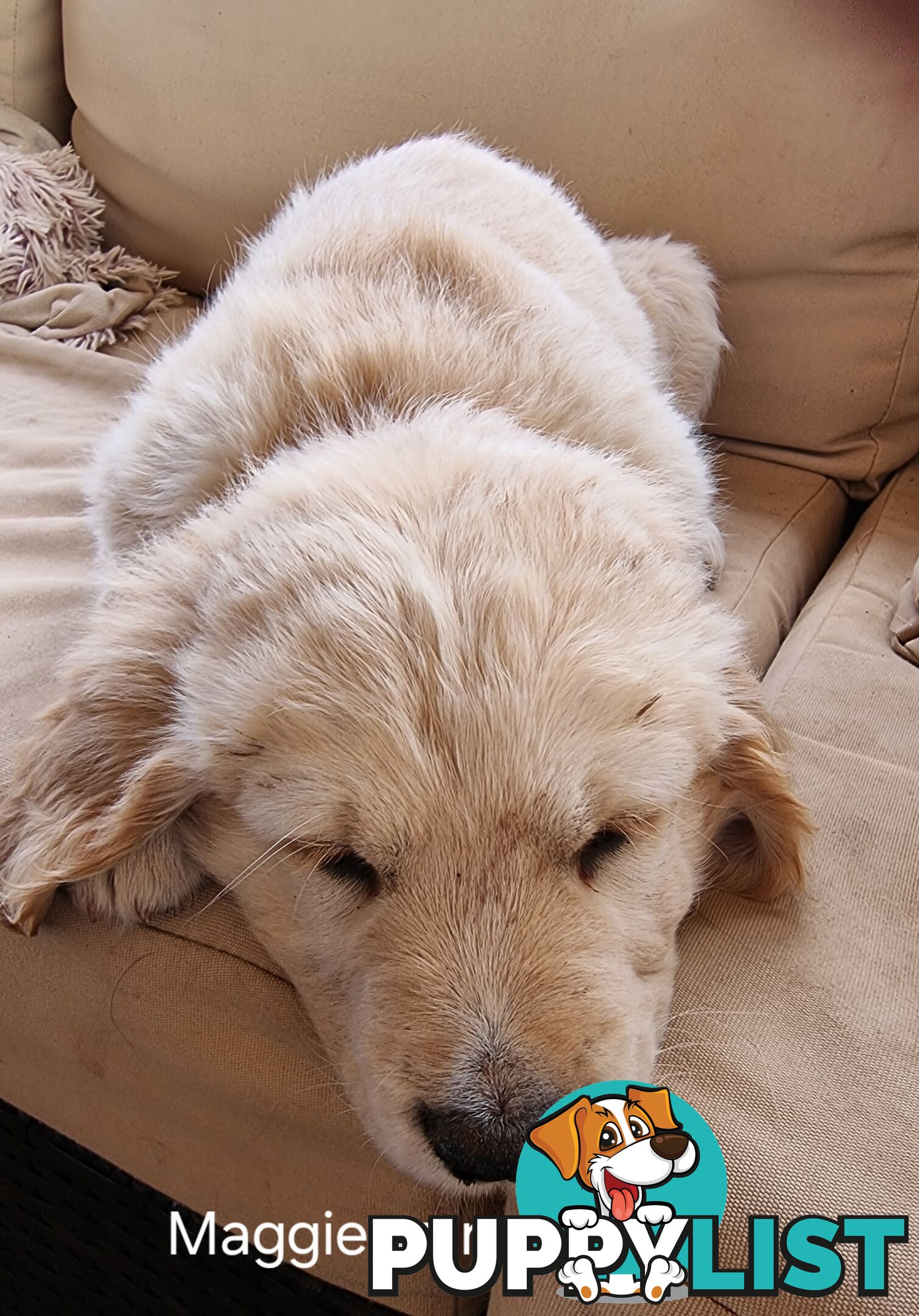 Coltriever / Golden retriever border collie cross