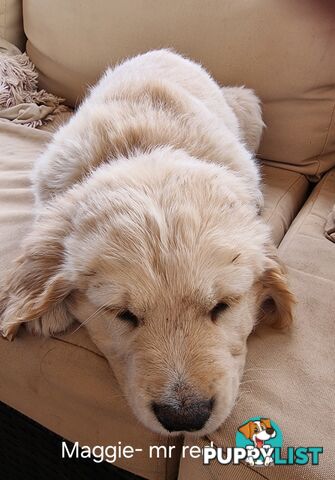 Coltriever / Golden retriever border collie cross