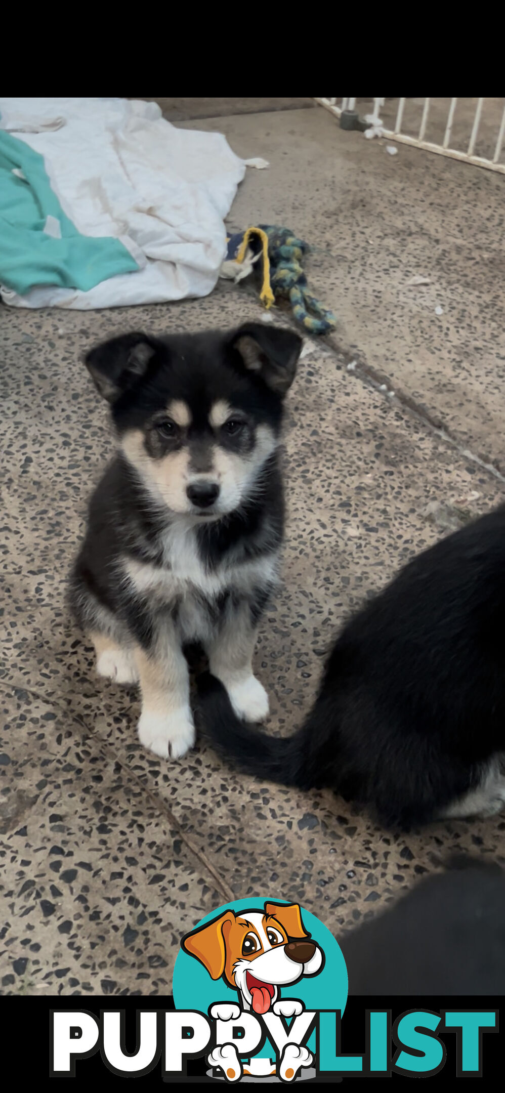 Border husky puppies