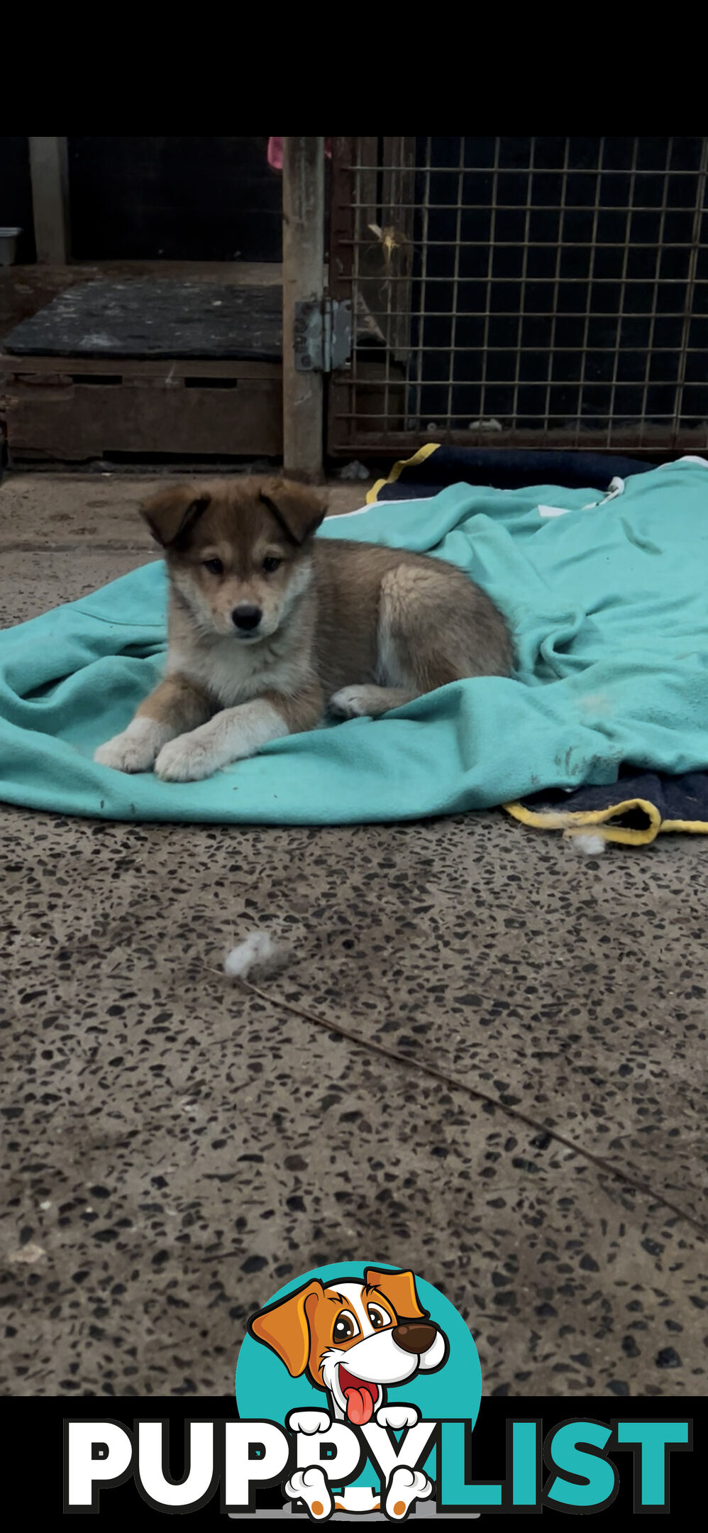 Border husky puppies