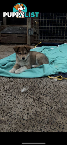 Border husky puppies