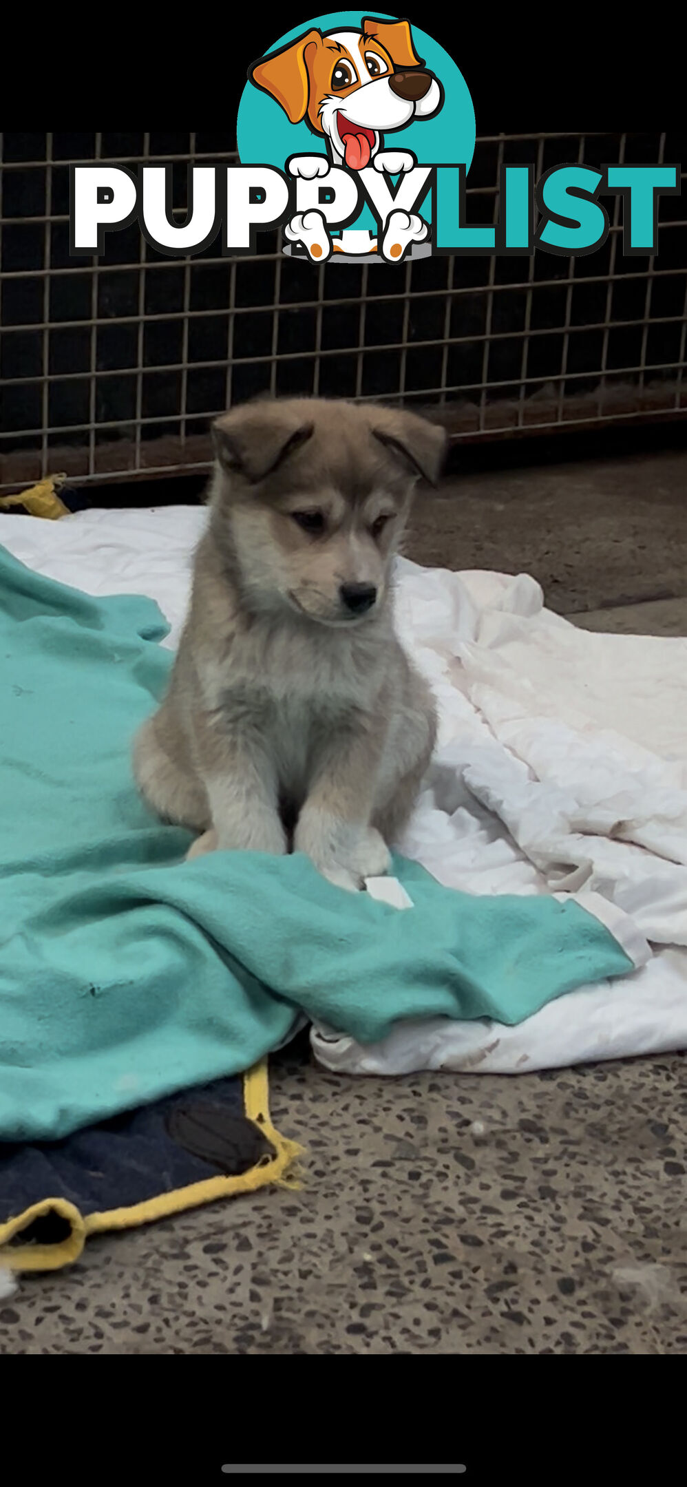 Border husky puppies