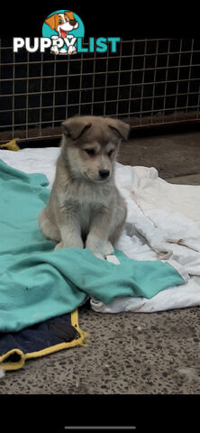 Border husky puppies