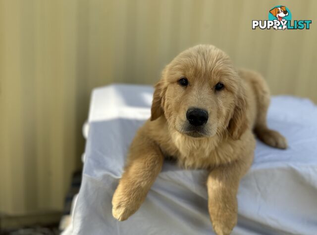 Golden Retriever DARK GOLDEN