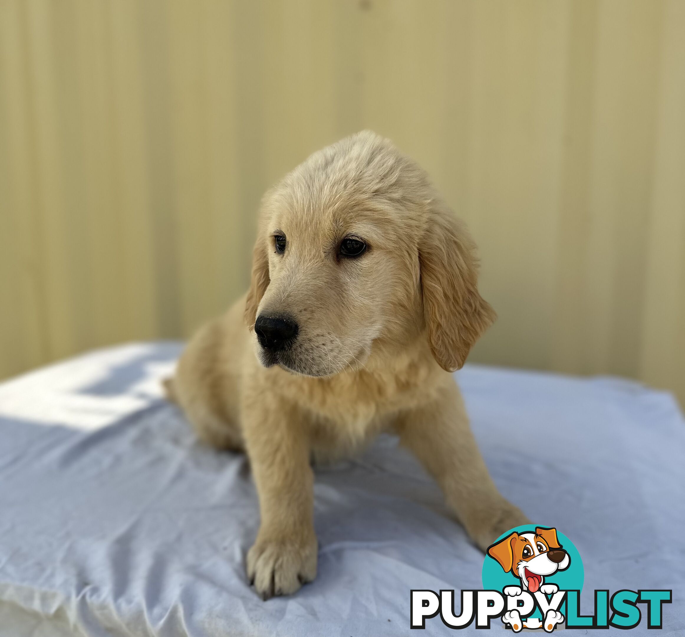 Golden Retriever DARK GOLDEN