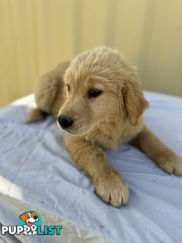 Golden Retriever DARK GOLDEN