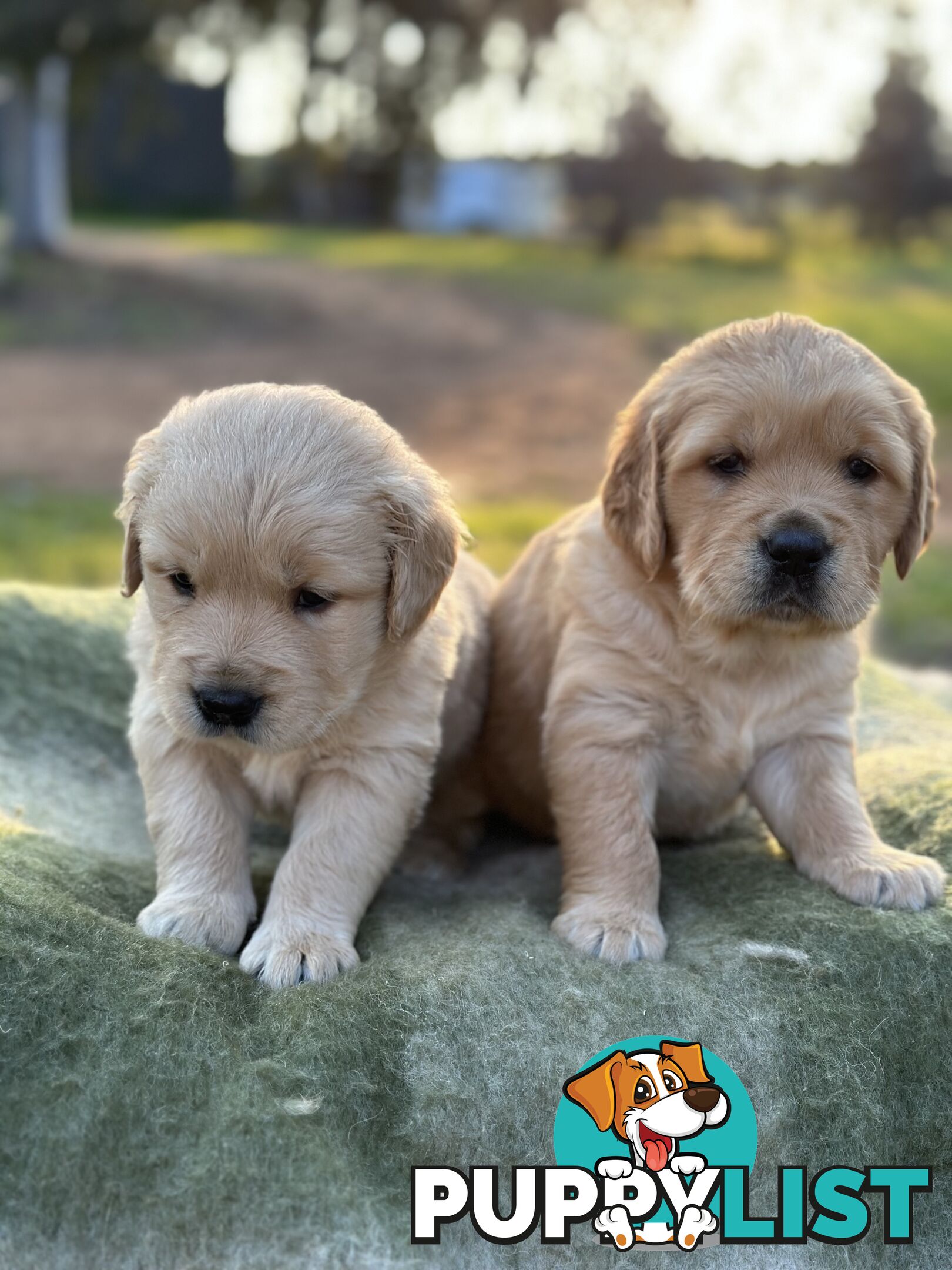 Golden Retrievers - Dark