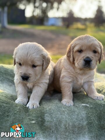 Golden Retrievers - Dark