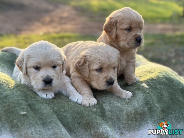 Golden Retrievers - Dark