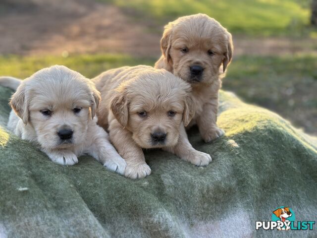 Golden Retrievers - Dark