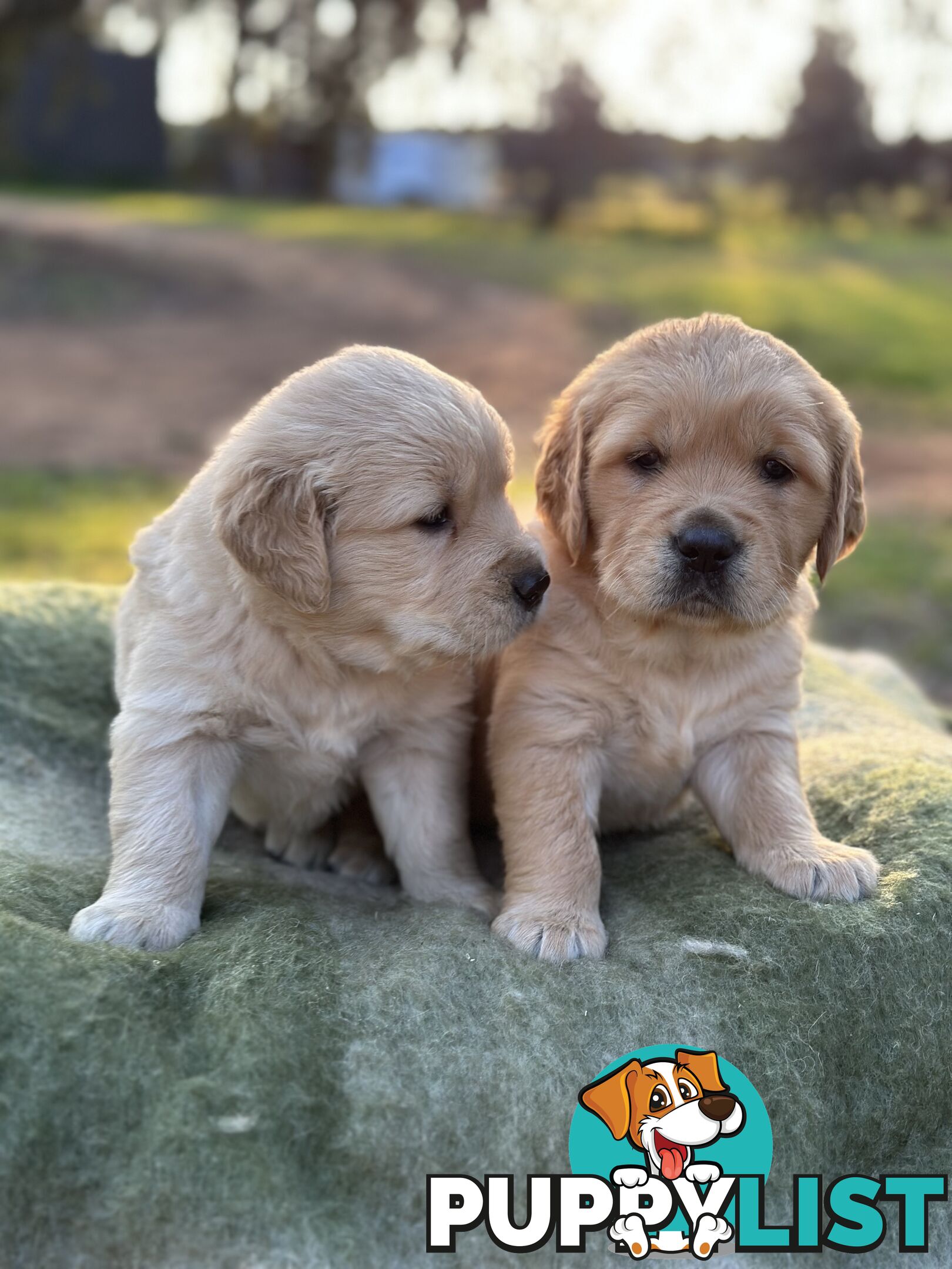 Golden Retrievers - Dark