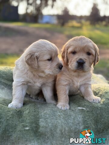 Golden Retrievers - Dark