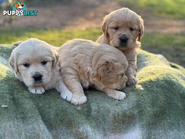 Golden Retrievers - Dark