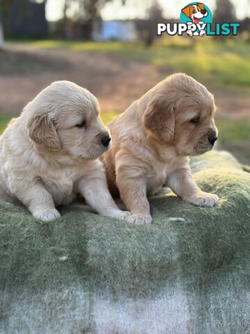 Golden Retrievers - Dark