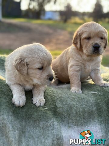 Golden Retrievers - Dark