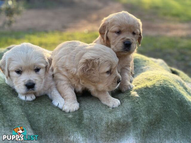 Golden Retrievers - Dark