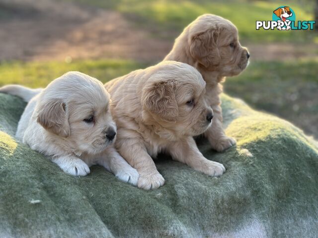 Golden Retrievers - Dark