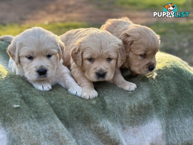 Golden Retrievers - Dark