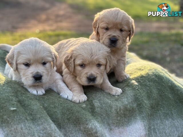 Golden Retrievers - Dark