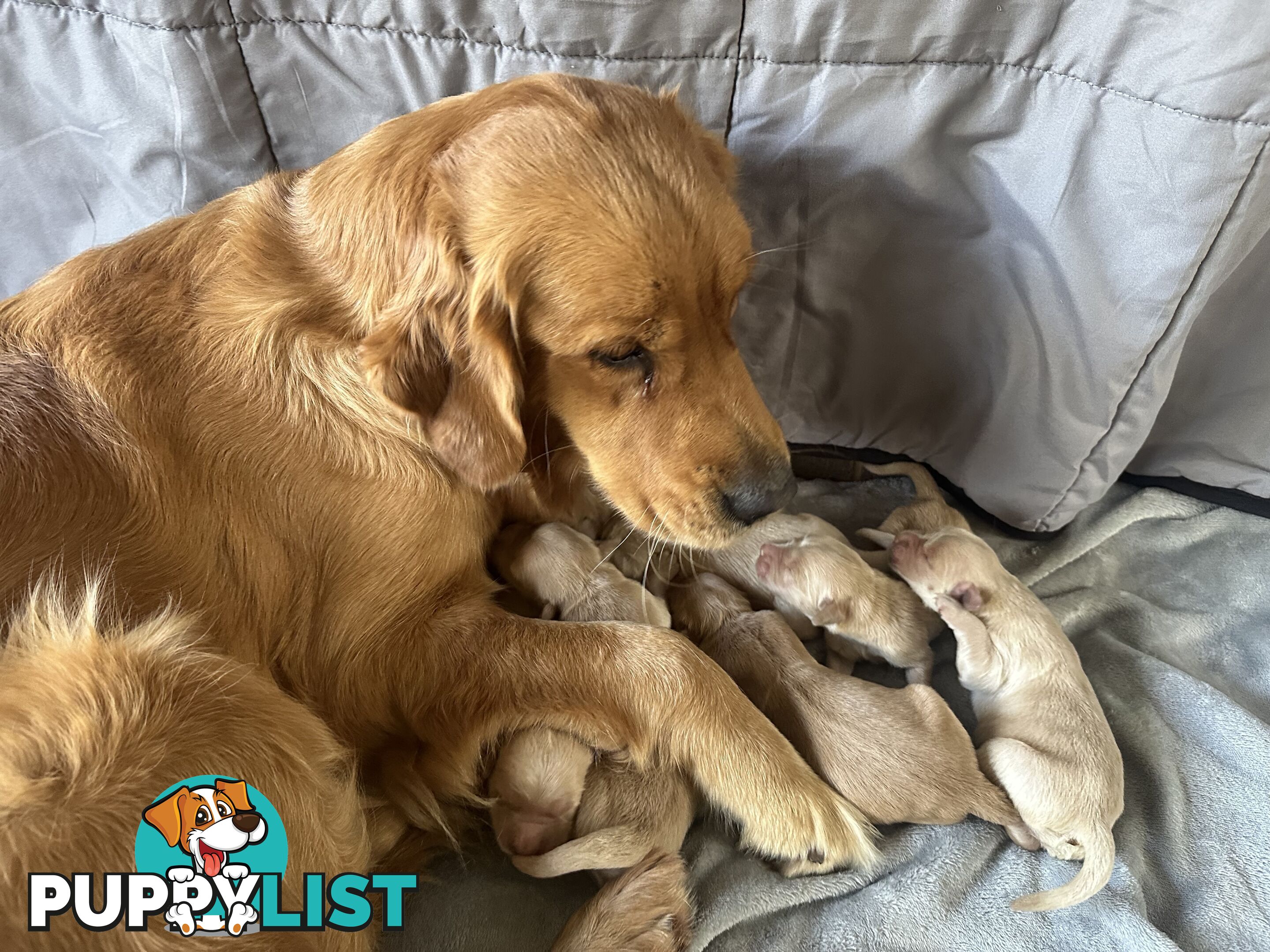 Golden Retriever