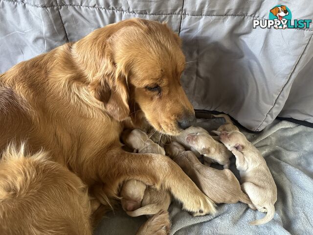 Golden Retriever