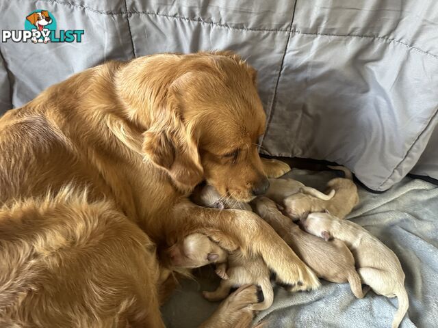 Golden Retriever