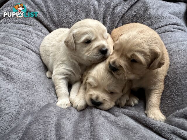 Golden Retriever