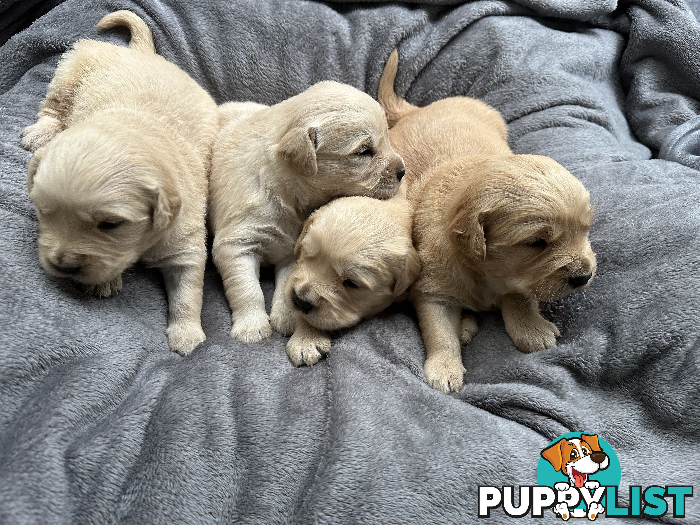 Golden Retriever