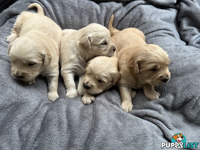 Golden Retriever