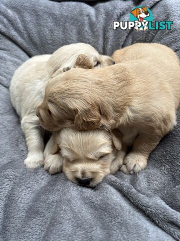 Golden Retriever