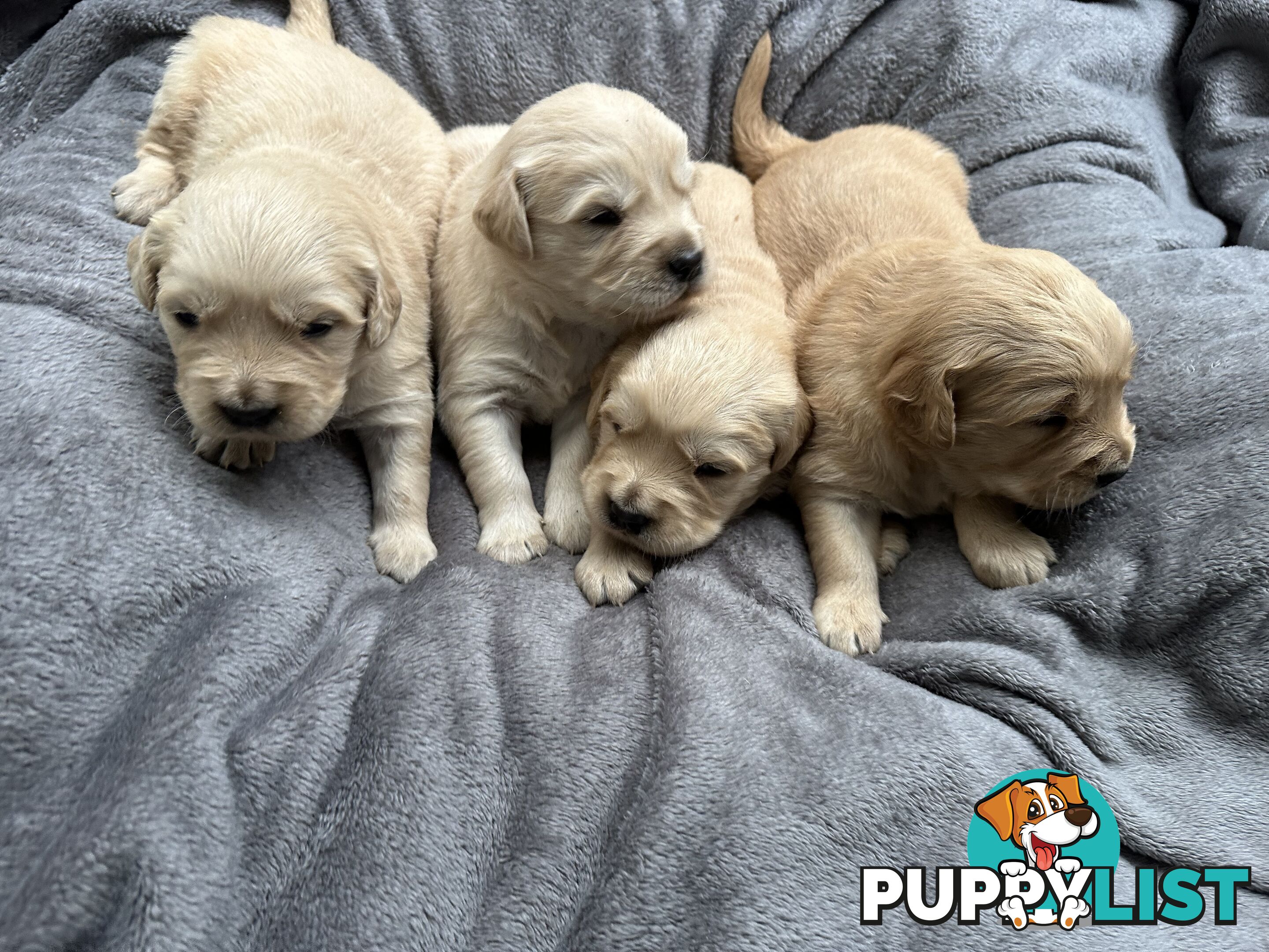 Golden Retriever