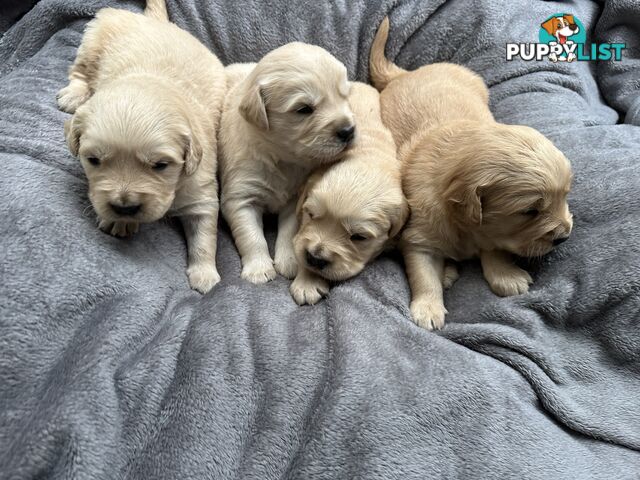 Golden Retriever