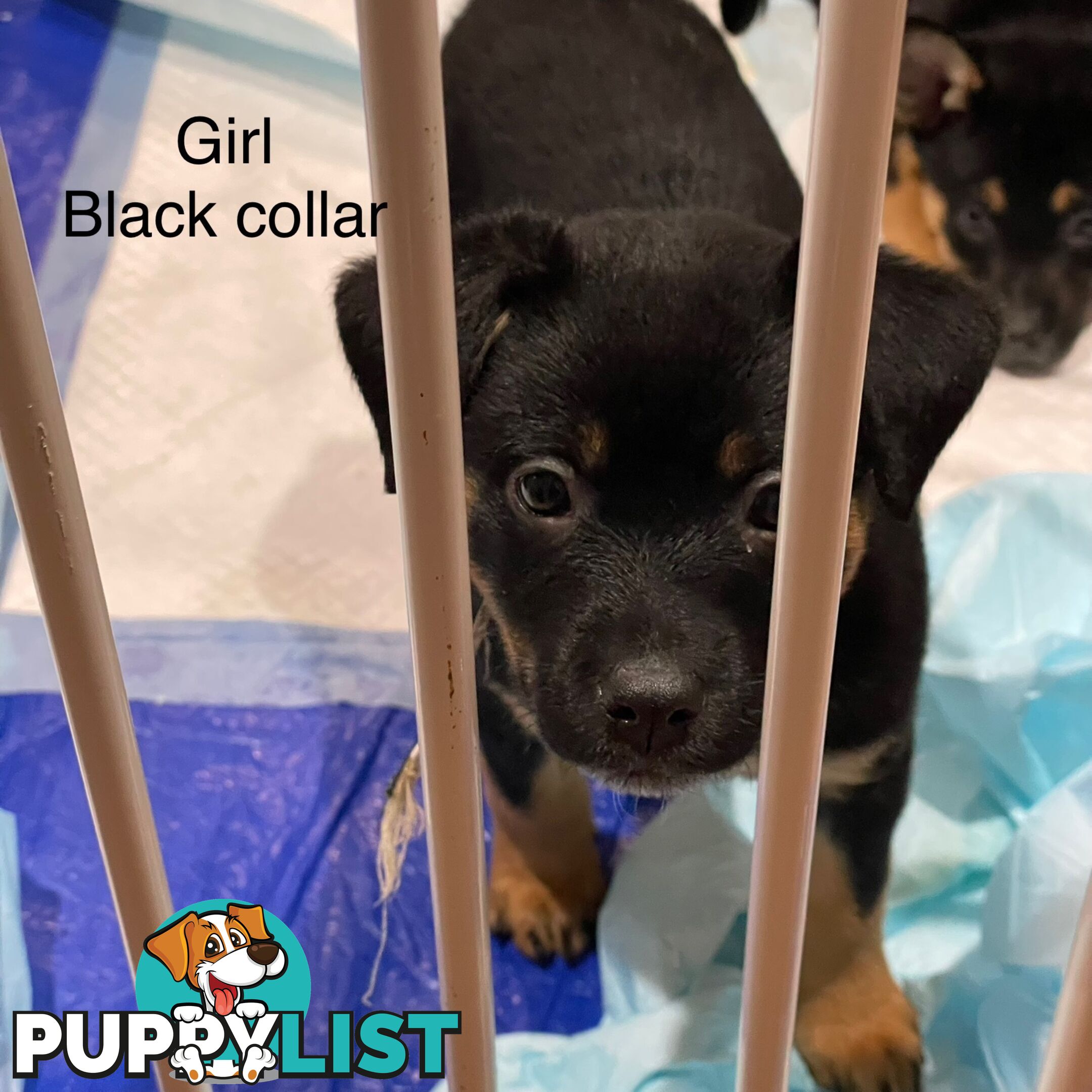 Kelpie x Blue Heeler Pups