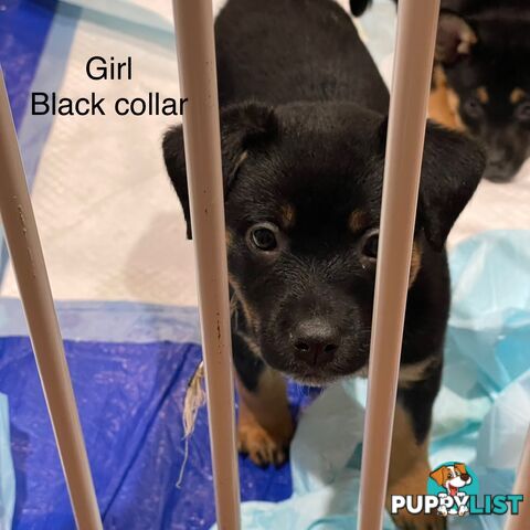 Kelpie x Blue Heeler Pups