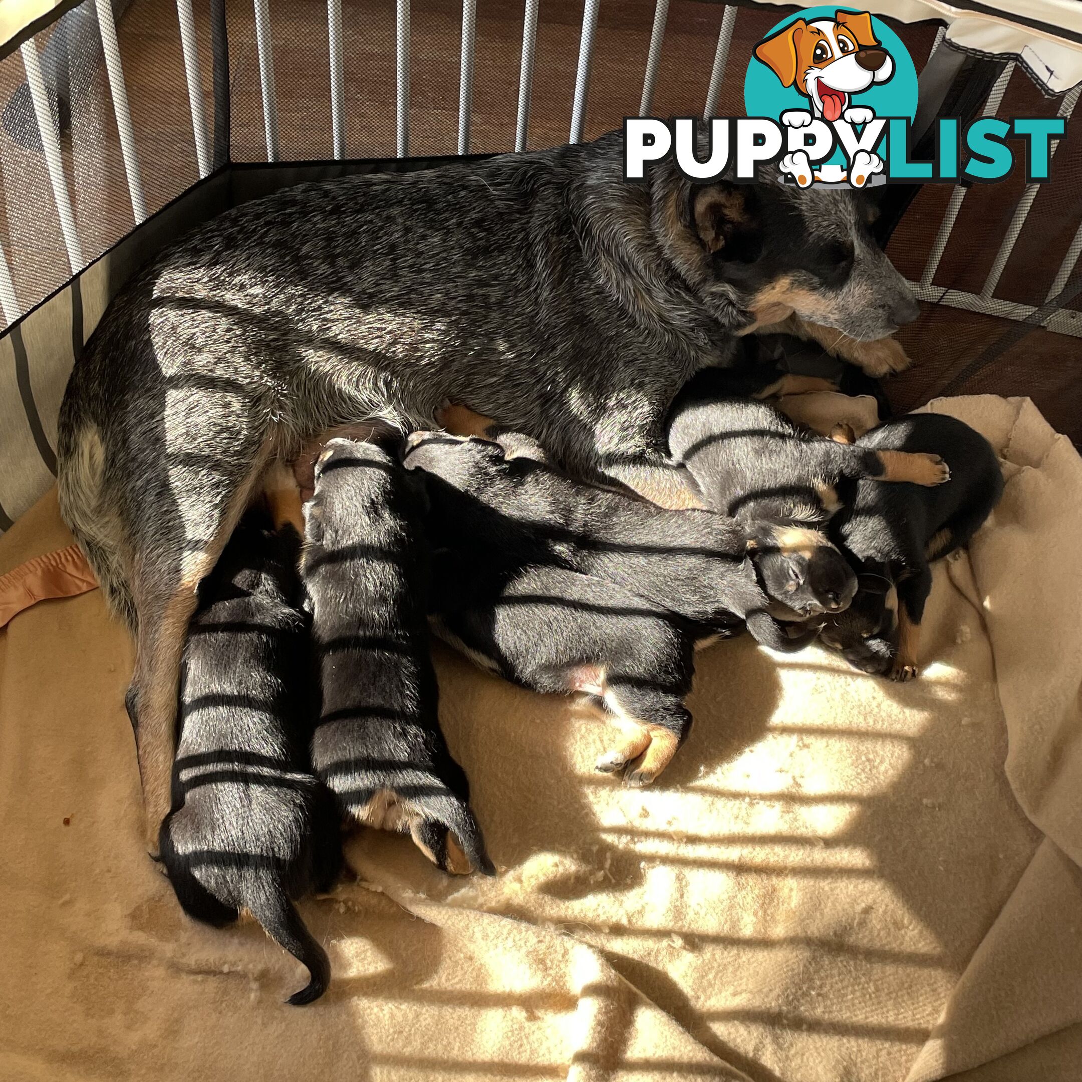 Kelpie x Blue Heeler Pups