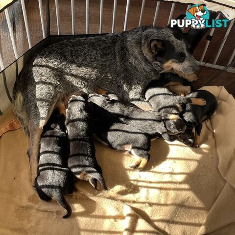 Kelpie x Blue Heeler Pups