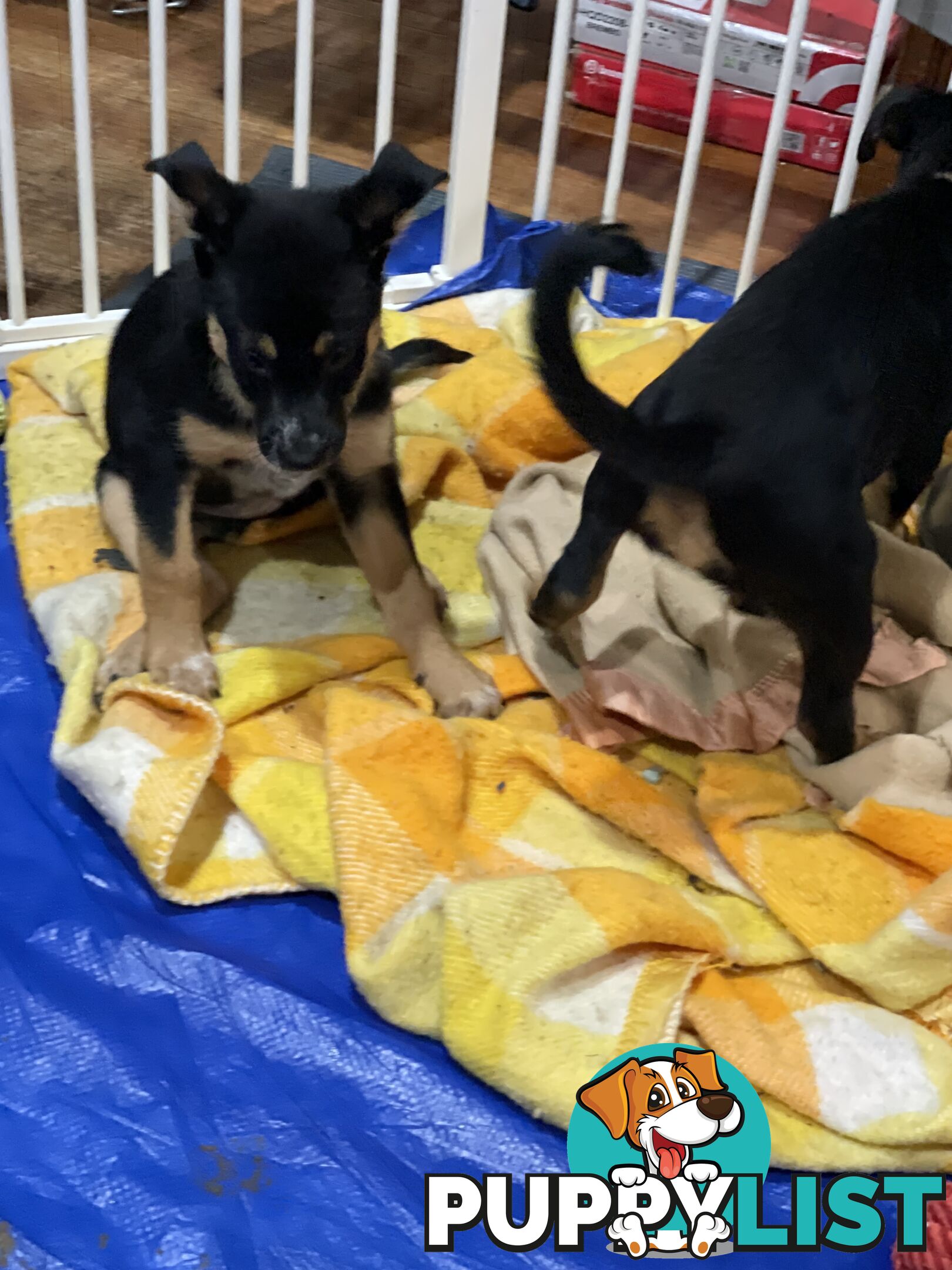 Kelpie x Blue Heeler Pups