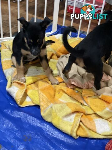 Kelpie x Blue Heeler Pups