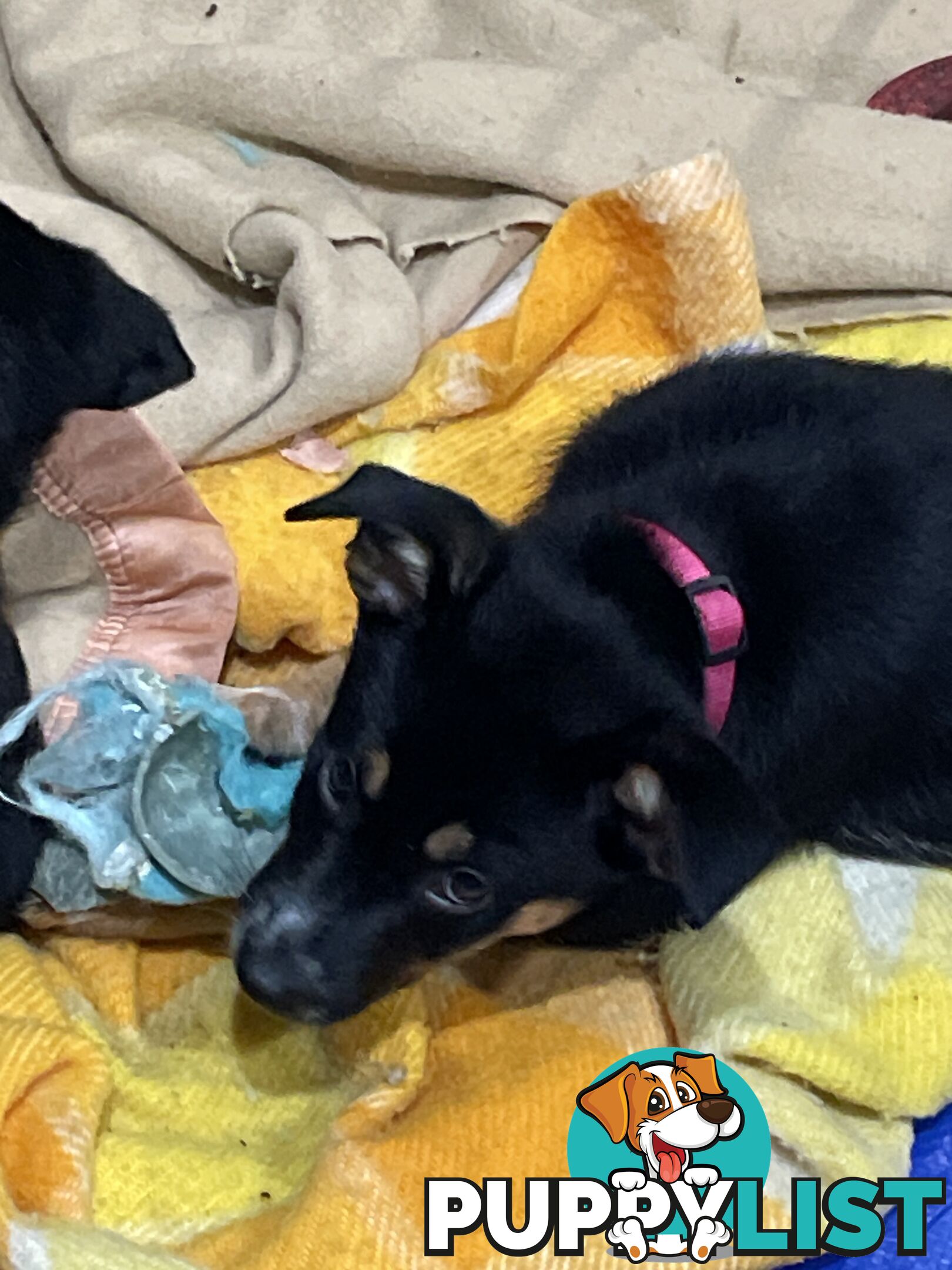 Kelpie x Blue Heeler Pups