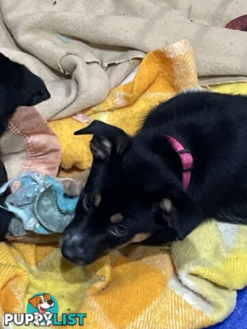 Kelpie x Blue Heeler Pups