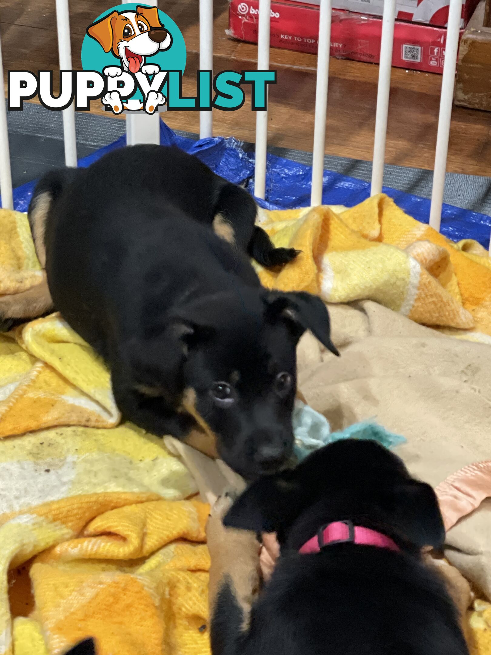 Kelpie x Blue Heeler Pups